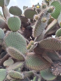 Ezüst fügekaktusz - Opuntia leucotricha, Opuntia leucotricha, fagyérzékeny, gyümölcs